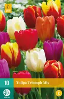 Tulipa Triumph mix 10 tulpenbollen - afbeelding 1