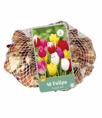 Tulipa Triumph mix 40 tulpenbollen - afbeelding 2