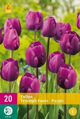 Tulipa triumph paars 20 bloembollen - afbeelding 1