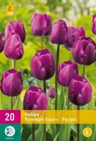 Tulipa triumph paars 20 bloembollen - afbeelding 1