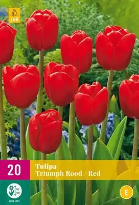 Tulipa Triumph rood 20 tulpenbollen - afbeelding 1