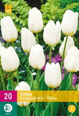 Tulipa Triumph wit 20 tulpenbollen - afbeelding 1