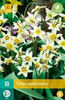 Tulipa Turkestanica 10 tulpenbollen - afbeelding 1
