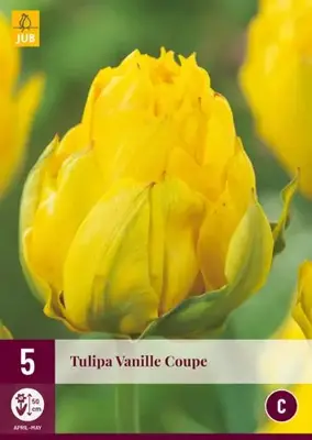 Tulipa vanille coupe 5st - afbeelding 2