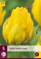 Tulipa vanille coupe 5st - afbeelding 2