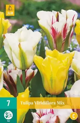 Tulipa viridiflora mix 7 bloembollen - afbeelding 2