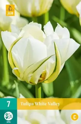 Tulipa white valley 7 bloembollen - afbeelding 2