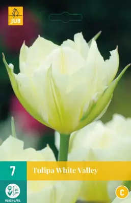 Tulipa white valley 7 bloembollen - afbeelding 1