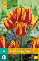 Tulipa Wonder Club 5 tulpenbollen - afbeelding 2