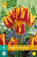 Tulipa Wonder Club 5 tulpenbollen - afbeelding 1