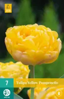 Tulipa Yellow Pompenette 7 tulpenbollen - afbeelding 1