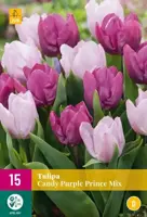 Tulpen Candy Purple Prince mix 15 tulpenbollen - afbeelding 1