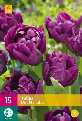 Tulpen double lilac 15st - afbeelding 2
