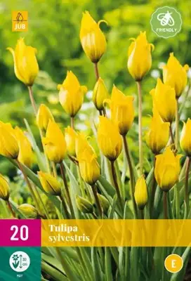 Tulpen sylvestris 20st - afbeelding 2