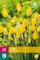 Tulpen sylvestris 20st - afbeelding 2