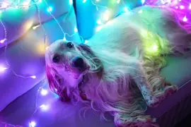 Twinkly Curtain LED kerstverlichting Generation II 210 lampjes 210 cm special edition - afbeelding 11