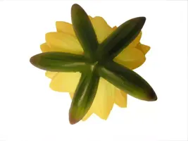 Ubbink Waterlelie grote bloem 16cm geel - afbeelding 2