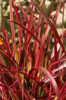 Uncinia rubra 'Everflame' (Uncinia 'Everflame') - afbeelding 1