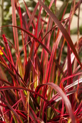 Uncinia rubra 'Everflame' (Uncinia 'Everflame') - afbeelding 1