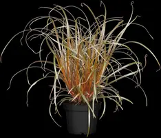 Uncinia uncinata 'Rubra' (Uncinia 'Rubra') - afbeelding 1