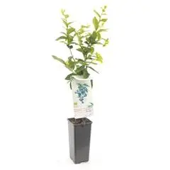 Vaccinium corymbosum 'Aino'® (Blauwe bes 'Aino'®) - afbeelding 1