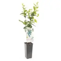 Vaccinium corymbosum 'Aino'® (Blauwe bes 'Aino'®) - afbeelding 1