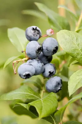Vaccinium corymbosum 'Aino'® (Blauwe bes 'Aino'®) - afbeelding 2