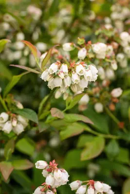 Vaccinium corymbosum 'Aino'® (Blauwe bes 'Aino'®) - afbeelding 4
