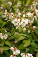 Vaccinium corymbosum 'Aino'® (Blauwe bes 'Aino'®) - afbeelding 4