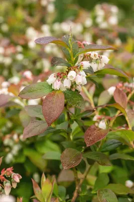 Vaccinium corymbosum 'Aino'® (Blauwe bes 'Aino'®) - afbeelding 5
