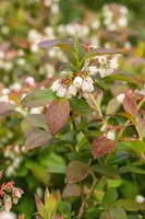 Vaccinium corymbosum 'Aino'® (Blauwe bes 'Aino'®) - afbeelding 5