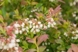 Vaccinium corymbosum 'Aino'® (Blauwe bes 'Aino'®) - afbeelding 3
