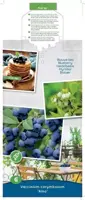 Vaccinium corymbosum 'Aino' (Bosbes) fruitplant 60cm - afbeelding 4