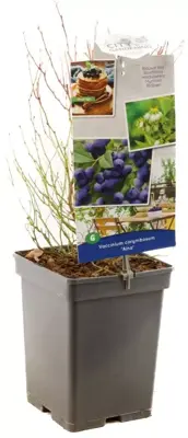 Vaccinium corymbosum 'Aino' (Bosbes) fruitplant 60cm - afbeelding 3