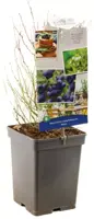 Vaccinium corymbosum 'Aino' (Bosbes) fruitplant 60cm - afbeelding 3