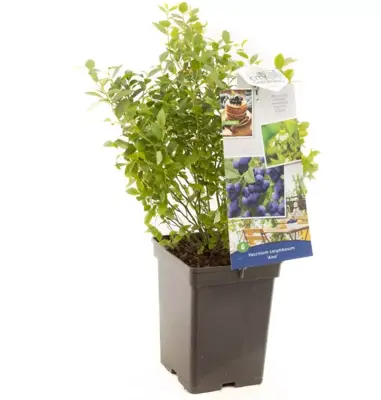 Vaccinium corymbosum 'Aino' (Bosbes) fruitplant 60cm - afbeelding 2