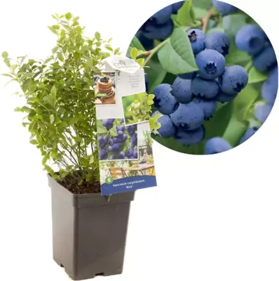 Vaccinium corymbosum 'Aino' (Bosbes) fruitplant 60cm - afbeelding 1
