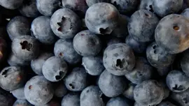 Vaccinium corymbosum 'Aino' (Bosbes) fruitplant 60cm - afbeelding 5