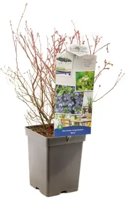 Vaccinium corymbosum 'Alvar' (Bosbes) fruitplant 60cm - afbeelding 3