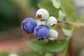 Vaccinium corymbosum 'Alvar' (Bosbes) fruitplant 60cm - afbeelding 5