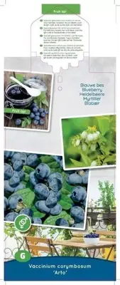 Vaccinium corymbosum 'Arto' (Bosbes) fruitplant 60cm - afbeelding 4