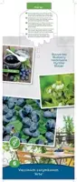 Vaccinium corymbosum 'Arto' (Bosbes) fruitplant 60cm - afbeelding 4