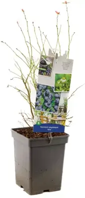 Vaccinium corymbosum 'Arto' (Bosbes) fruitplant 60cm - afbeelding 3