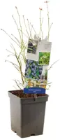 Vaccinium corymbosum 'Arto' (Bosbes) fruitplant 60cm - afbeelding 3