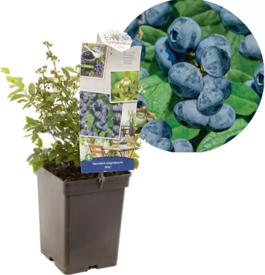 Vaccinium corymbosum 'Arto' (Bosbes) fruitplant 60cm - afbeelding 1