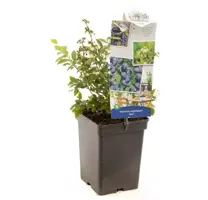 Vaccinium corymbosum 'Arto' (Bosbes) fruitplant 60cm - afbeelding 2