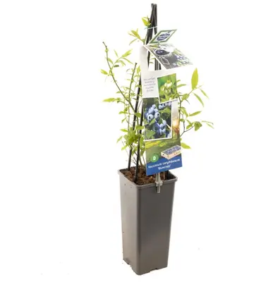 Vaccinium corymbosum 'Bluecrop' (Bosbes) fruitplant 60cm - afbeelding 2