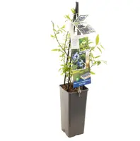 Vaccinium corymbosum 'Bluecrop' (Bosbes) fruitplant 60cm - afbeelding 2