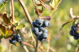 Vaccinium corymbosum 'Bluecrop' (Bosbes) fruitplant 60cm - afbeelding 9