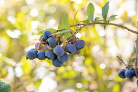 Vaccinium corymbosum 'Bluecrop' (Bosbes) fruitplant 60cm - afbeelding 11